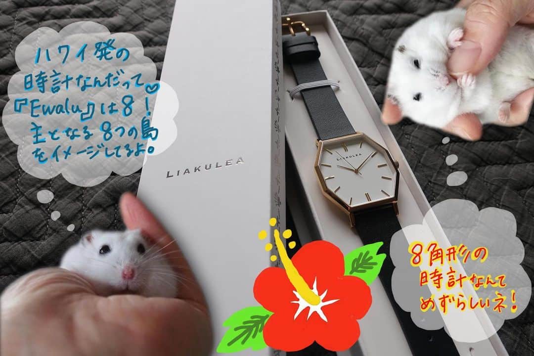 kuroさんのインスタグラム写真 - (kuroInstagram)「. . @liakulea_japan 様より 素敵な腕時計のモニターをさせていただきました♩♫ . . liakulea は、ハワイ発のブランドで 今回いただいた腕時計は、珍しい八角形！ . クロちゃんが説明してくれてるように ハワイのたくさんある島の中で 主となる8つの島をイメージしてるようです✨ . . Ewaiu GWT03  36mm×39mm . . Ewaiu はハワイ語で8！ シンプルだけど、形が凝ってるので とても存在感のある腕時計です . . クーポンコード kurohef63  で10%OFF . . ご自由に使ってください💕 . . #腕時計 #時計 #liakulea #腕時計倶楽部 #手元倶楽部 #リアクレア #ハムスター #ハムスタグラム #hamster #ipadpro #procreate #ipencil #画像加工 #pr . . 2021.7.10 ☀︎ .」7月10日 21時29分 - kuroham___