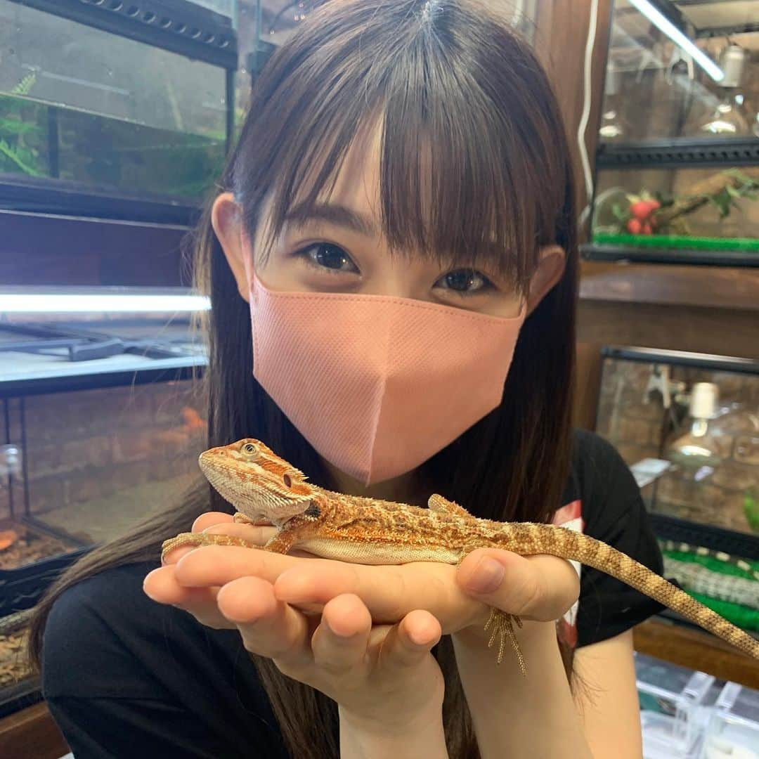 秋本帆華さんのインスタグラム写真 - (秋本帆華Instagram)「. くりくりお目目にもう夢中🥺💓 小さい頃よくトカゲやカエルを捕まえてたの思い出す〜♪  #爬虫類 #ボールパイソンバナナ #ふとあごひげとかげ #秋本帆華のアイスTV」7月10日 21時58分 - honoka_akimoto_official