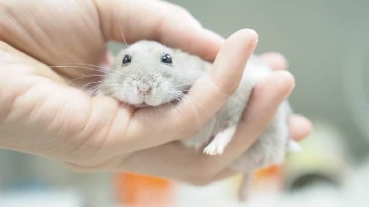 manoのインスタグラム：「2021.07.10 今日はパドルの命日です🐹  大雨で各地に被害がでてますが、 1年前も大雨すごかったなぁ😭  #パドル #PADDLE #アニマル写真部 #ふわもこ部 #親バカ部 #かわいい #もふもふ #ハムスター #ジャンガリアン #ブルーサファイア #イケメン #癒し #ハムスタグラム #햄스터 #cute #animal #lovely #kawaii #hamster #hammy #igersjp  #hamstergram #instagramjapan #petlover #pet_of_our_world #OLYMPUS #OLYMPUSPENF」