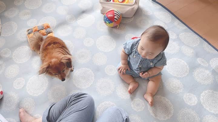 大石ほのかのインスタグラム：「おやつすきー   #おやつ #ボーロ #赤ちゃん #👶 #犬 #dog #pretty #sweet #baby #babyboy  #男の子 #べビスタグラム #息子 #ママスタグラム #かわいい #🐶 #赤ちゃんと犬  #お菓子 #followforfollowback  #me #love #likeforlikes  #instagood #家族 #宝物 #family #fashion #cute #cutedog  #cutebaby」