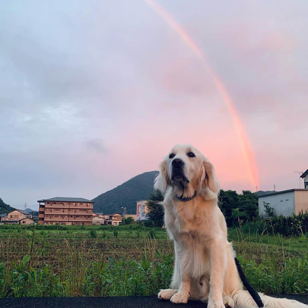 P太郎ママさんのインスタグラム写真 - (P太郎ママInstagram)「4:48の #朝焼けの空  #虹  もっと広い場所で撮りたくて小走りに移動したものの… 5分とたたず消えちゃった。 見ることできてよかった。 早起きも悪くないね。 さあ。 良い1日にしよう！」7月11日 6時51分 - ptarodada