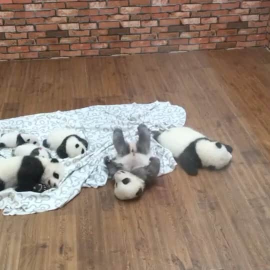 田中知之のインスタグラム：「鬱陶しい天気が続きますが、皆さんお元気ですか？　私撮影の秘蔵の癒やし動画をシェアしておきます。一頭だけ離れたところに寝っ転がってる子が可愛いです。  #パンダ #panda  #pandababy  #パンダの赤ちゃん」