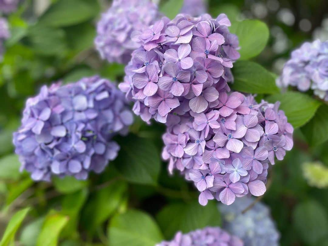 大谷萌恵のインスタグラム：「⭐︎ 梅雨明けが近づいているようです  取材先で見つけた#紫陽花 作り物かと思うくらい綺麗に咲いていました☺️」