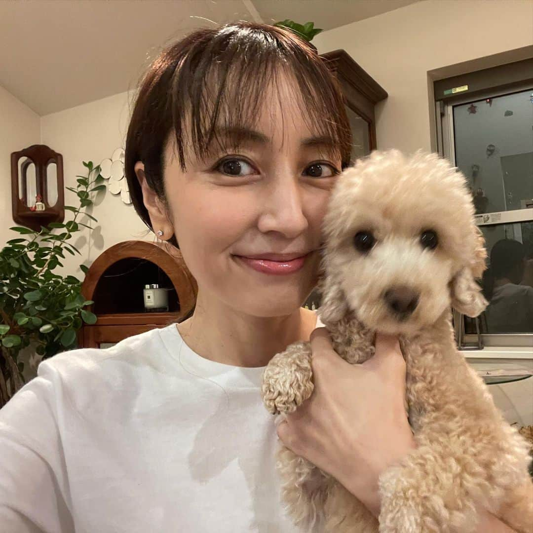 矢田亜希子さんのインスタグラム写真 - (矢田亜希子Instagram)「本日のきなこです♡ #きなちゃん#姉妹犬#愛犬#トイプードル#toypoodle #小さい頃はまだ2人並んで写真撮れたのに#もなちゃんと#今は絶対に無理#仲悪いw#きなこのヘアスタイル#次はどうするのかなぁ」7月11日 20時14分 - akiko_yada