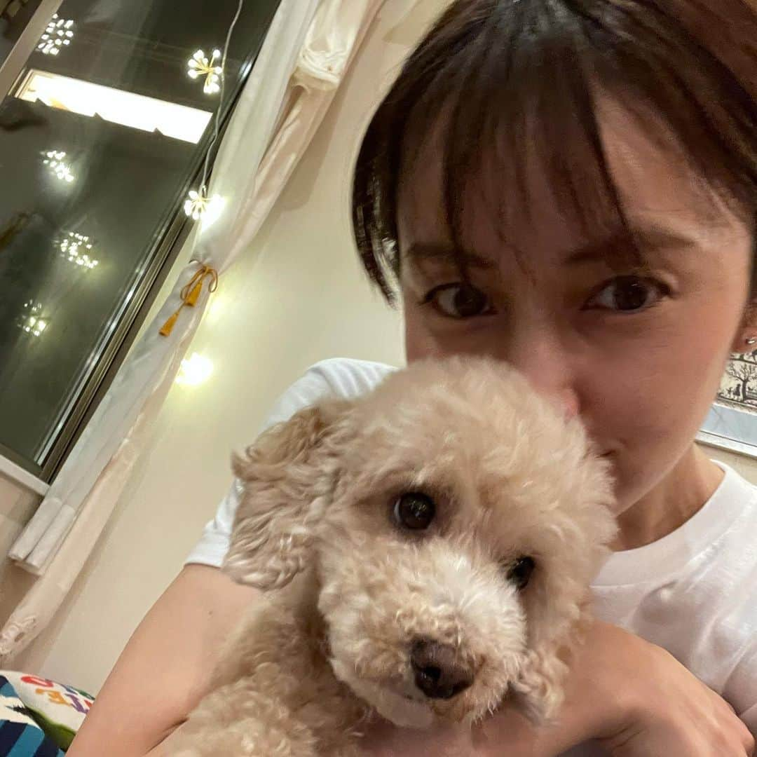 矢田亜希子さんのインスタグラム写真 - (矢田亜希子Instagram)「本日のきなこです♡ #きなちゃん#姉妹犬#愛犬#トイプードル#toypoodle #小さい頃はまだ2人並んで写真撮れたのに#もなちゃんと#今は絶対に無理#仲悪いw#きなこのヘアスタイル#次はどうするのかなぁ」7月11日 20時14分 - akiko_yada