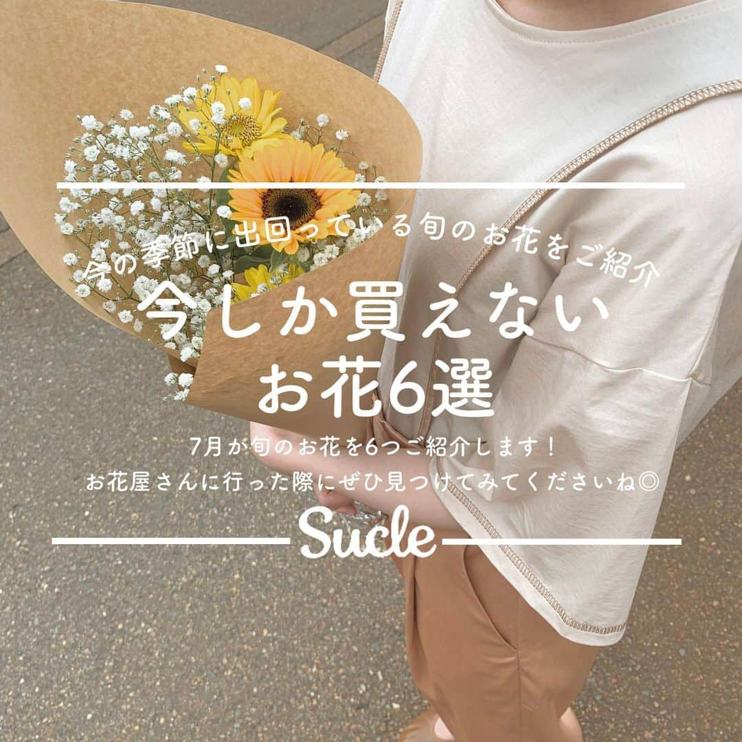 SUCLEのインスタグラム