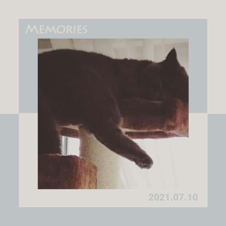 のインスタグラム：「#たちみみスコ #タウザー君 #溺愛猫 #呼ぶとしっぽをペンペンします #おやばか部 #あまり水を飲んでくれない」