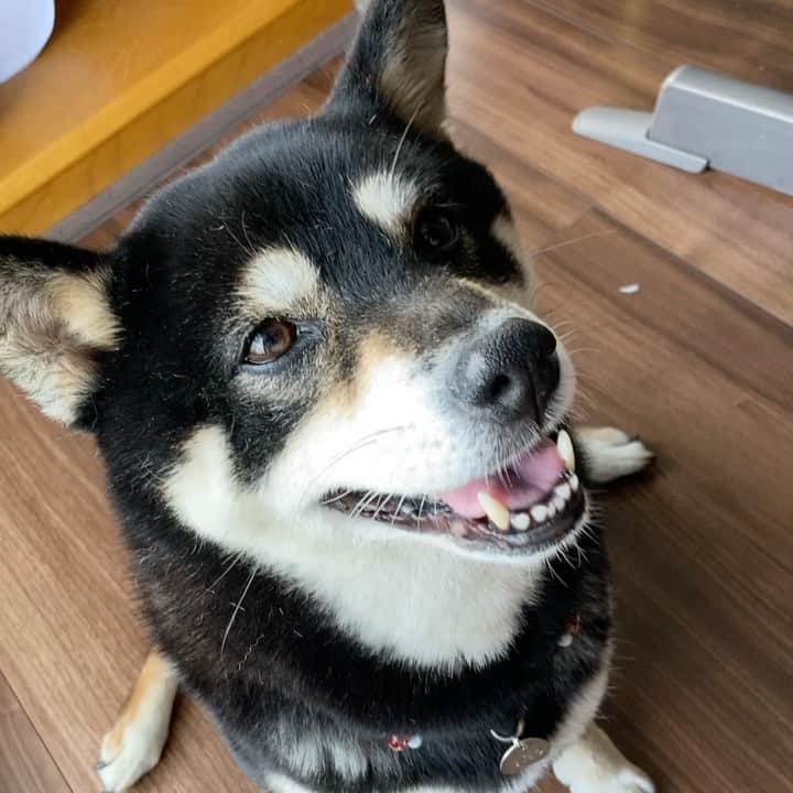 vo_coのインスタグラム：「🐾 人の食べてるものを欲しがることなんてチーズ🧀を除けばほぼなかったこたつさん 最近なぜか食欲MAXでどら焼きの皮なんてこれまで食べたこともないのに試しにあげてみたら見事に食べた… 今なら外でもおやつ食べたりするんだろうか… ＊ #shibastagram #instashiba #shiba #shibainu #黒柴 #柴犬」