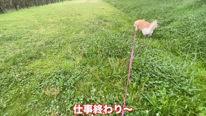 まゆみのインスタグラム：「。 。 #本日のYouTube 。 前にも同じ内容で投稿した事あるんだけど 我が家ではあーちゃんだけに起こる症状 。 突然 んぐっんぐってしながら飛び起きて パニックになる症状 。 どーしよどーしよって深夜に大騒ぎ💦 って言うお話😅 。 。 #あれは発作？ #パニック #草食べないとーってなるの #深夜2時に外へ行く私とあーちゃん 。 。 #ゴールデンレトリバー#goldenretriever#dog#犬#あーるん#golden#retriever#doglover#insta_dog#ぺんぺん子ちゃん」