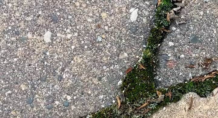 アウル・シティーのインスタグラム：「Today I ate my lunch outside. A piece of lettuce fell out the back of my salad onto the sidewalk. I was leaning down to pick it up when I saw an ant walking by and it was like whaaaaaat the lettuce? So I said it was cool and the ant proceeded to haul the lettuce away. I kinda thought it was too big and too heavy for an ant to move by itself, but this ant seemed determined, and so by all means, I sat back and let it get down to business. First, it tried pulling. It pulled from the front, and then from the sides. It put all six legs to work and pulled with all its might, but no luck. Then it tried pushing the lettuce from behind, and I was like, “I don’t know if that’ll work either.” But I could tell the ant was excited about the lettuce, and so I just kept quiet and let it concentrate. It tried and tried everything, pushing and pulling the lettuce every way it could think of, but it wouldn’t budge. I could tell the ant was so excited about the lettuce, it didn’t want to take no for an answer. It reallyyyy wanted that lettuce, to eat, or to store, or to show its buddies, or to do whatever ants do with lettuce, I’m not really sure. So all of this went on for a long time, the ant giving it everything it had, and I, offering encouragement and words of affirmation here and there. But by and by, the ant got tired and annoyed with the whole business and it gave up and sat down to stare at the lettuce and think. I was like, “hey, it’s okay my friend. You can’t win em all, ya know?” After a minute or two, the ant looked up at me, and then back at the lettuce. And then, as if the ant found a new sense of purpose, it got up, walked over to the lettuce, bit off a chunk, and walked away. I was proud. I stood up and was like, “Yeah!!!! There you go!! Nice work, my friend.” And then, as I sat back down to finish my lunch, I watched as the ant, carrying its chunk of lettuce, walked down the sidewalk, turned the corner, and disappeared out of sight.」