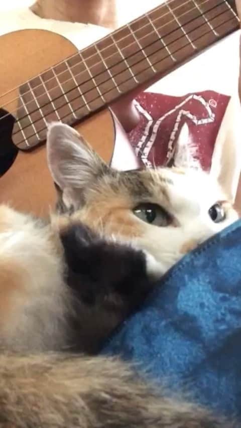 若森さちこのインスタグラム：「まだ練習中ですが、膝の上の猫をメインでお楽しみください。」