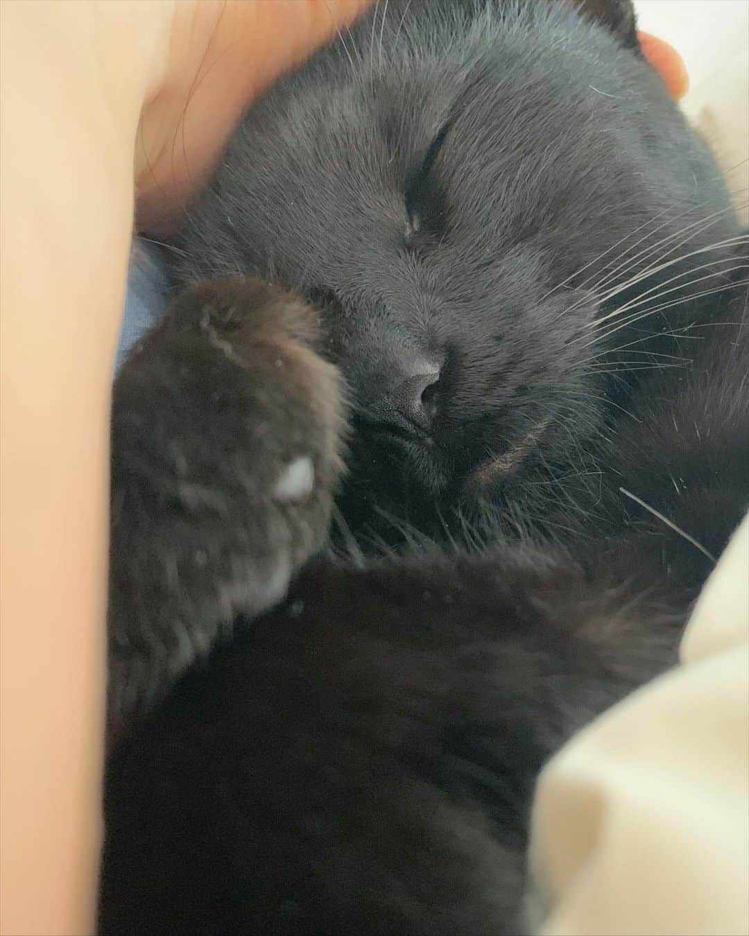 のインスタグラム：「一緒にベッドに入って腕の中でスヤスヤ寝てるジジ🥺❤️❤️❤️ なにしても起きない。いとおしすぎる」