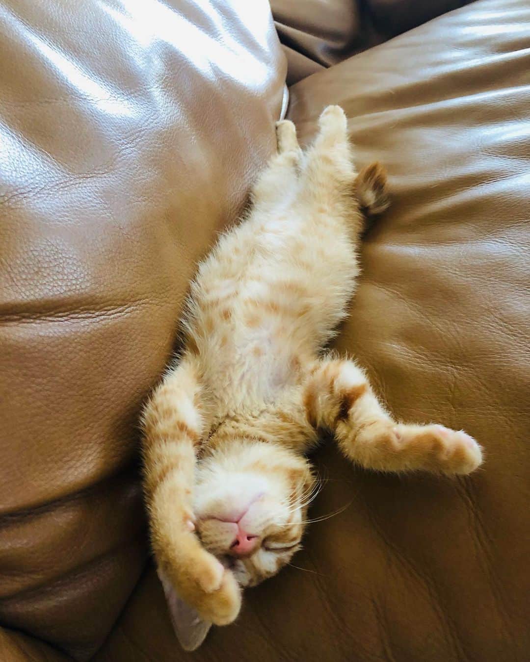 篠原信一のインスタグラム：「チャコの寝姿が…😅 人が疲れた〜とソファーに寝転がり腕をおでこに当てて寝てる時の様に…😅  #茶トラ #猫 #ねこ #cat #保護猫 #寝姿 #ねるねこ #ねる」