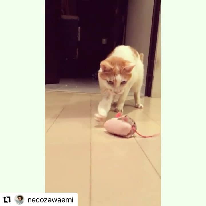 猫沢エミのインスタグラム