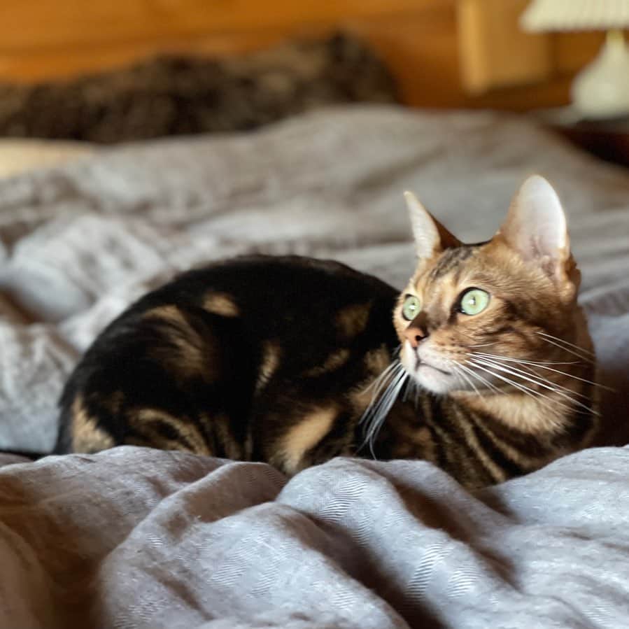 のインスタグラム：「お外へのあこがれ。」