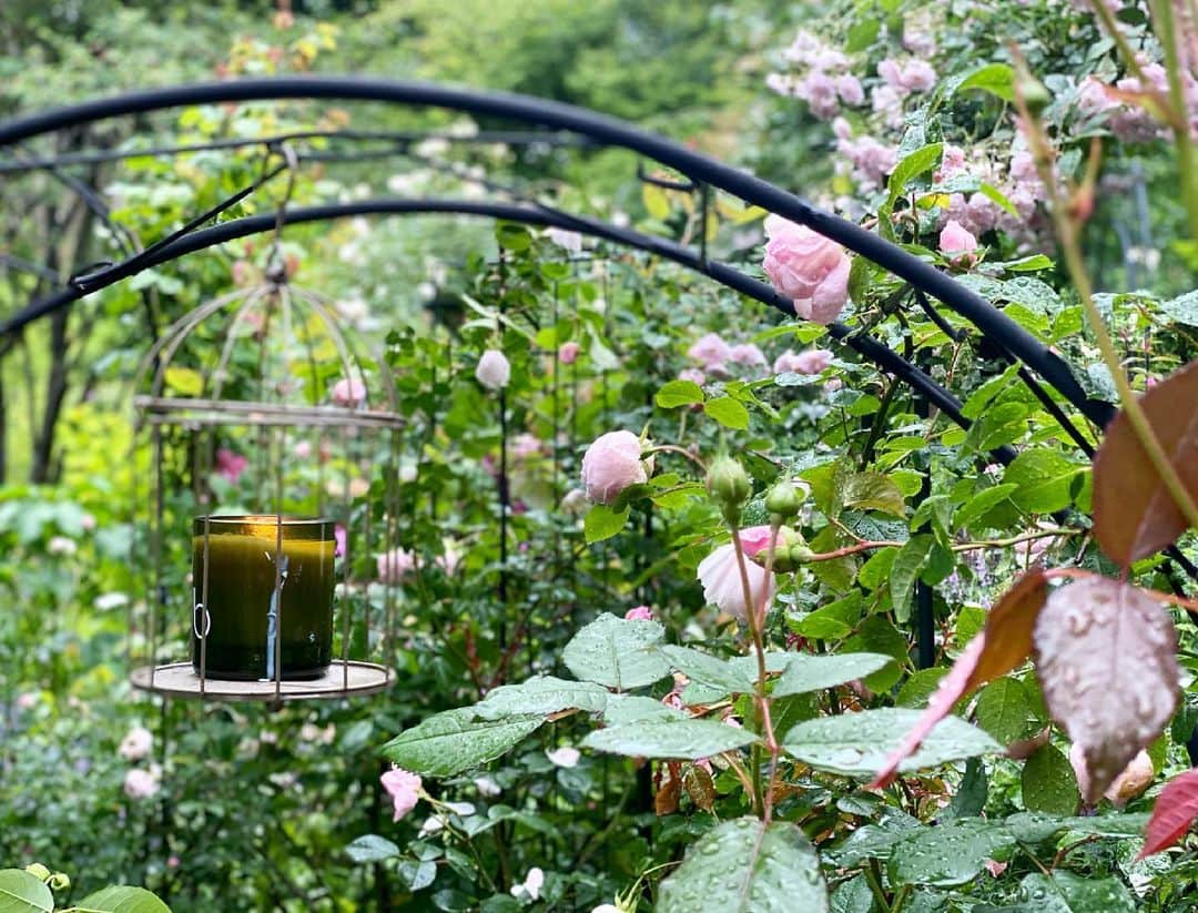 内山理名さんのインスタグラム写真 - (内山理名Instagram)「bamford organic/ rose garden 🥀  この日は、雨がしとしと降る日でしたが #banford ローズ・カモミール・レモンのキャンドルがイングリッシュガーデンをより華やかな空間にしてくれた。  bamfordの世界観を体現する Picnic Luncheon🍃  #bamford の哲学がね、とても好きで..よりプロダクトがすきになったの。  【philosophy・Mindful living 今というこの瞬間を意識して。 自分の心身と向き合い、周囲の環境も意識して、自身のペースで暮らすことが大切だと私たちは考えています。】  私がヨガを通して伝えていきたい事と似ている。  素敵なガーデンの様子はまたゆっくり投稿致しますね。  #バンフォード #ハンナフラガーデン」7月12日 13時25分 - rinauchiyama_official
