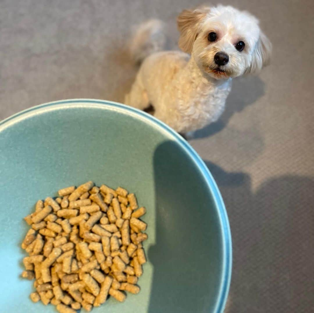 福田萌さんのインスタグラム写真 - (福田萌Instagram)「5歳の愛犬チョビのご飯。毎日口にするものだから、少しでもいいものをと考えるのですが、ヘルシー志向のものは味がイマイチで食いつきが悪いなんてことも。わんちゃんライフの「わんこのヘルシー食卓」は、栄養や気になる添加物がしっかりと考えられている上、チョビも大好きな味のようで食いつきが素晴らしい！ダイエット志向のわんちゃんはもちろん、関節や筋肉の健康維持のサポートにもおすすめです。  #PR #わんちゃんライフ #わんこのヘルシー食卓 #ドッグフード #ダイエットドッグフード #おすすめドッグフード #犬肥満 #無添加ドッグフード」7月12日 20時34分 - fukuda.moe