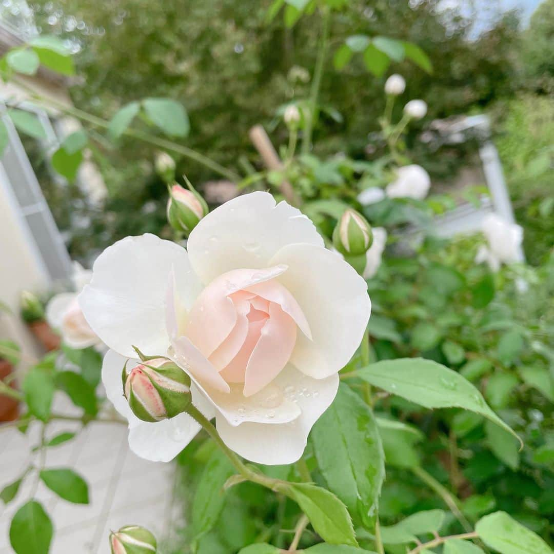 山本浩未さんのインスタグラム写真 - (山本浩未Instagram)「真由美ちゃんのイングリッシュローズたち🌹😍🌹  庭から摘んできたの、どんな短い茎のコでも、家中の花瓶や空き瓶やカップやコップに挿して飾るのだ☺️💓  茶花のお稽古では、けっこう大胆にカットして花材をシンプルに活けるけど、今日はどんなコもぜーんぶ活かして活けてみた🌹☺️  活ける、と言うか、挿しただけ〜😜　  #イングリッシュローズ #デビットオースチン @mayumin3」7月12日 21時45分 - hiromicoy