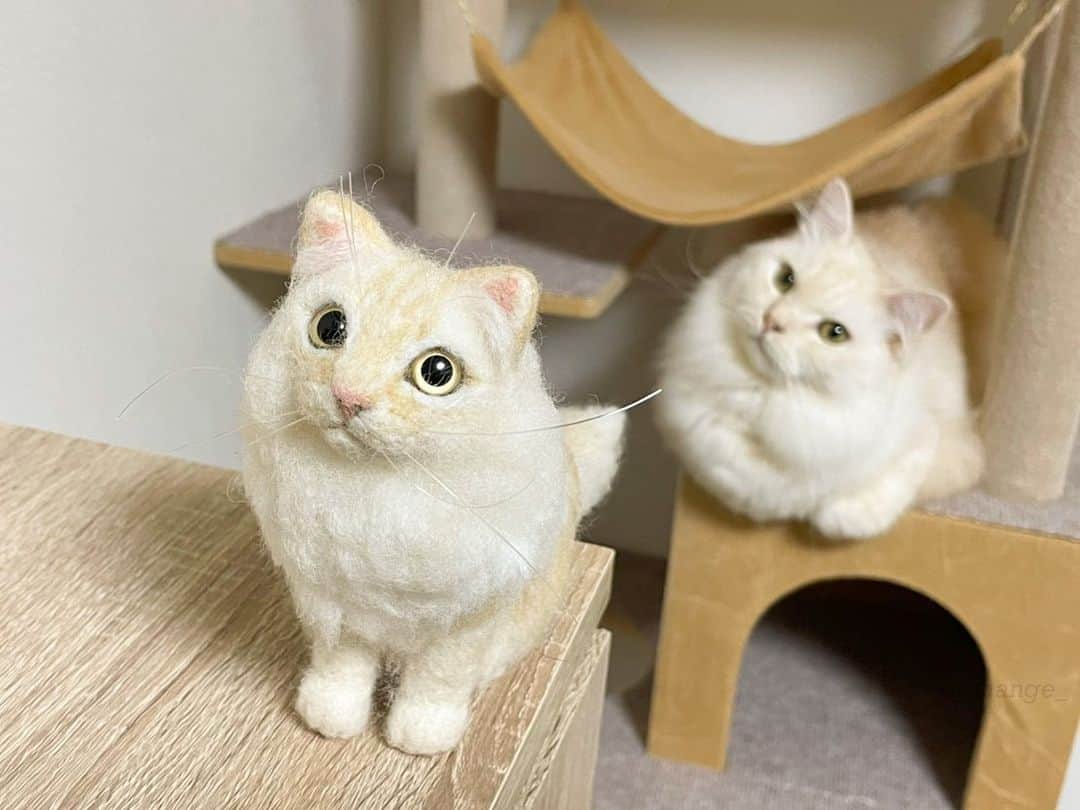 じゅらさんのインスタグラム写真 - (じゅらInstagram)「✩ そっっっくり🥺  #羊毛フェルト 色味、柄もそのまんま😭後ろ姿たまらない〜🥺 Verrry Similar🤦🏼‍♀️❤️ This is the wool felt that I ordered❤️❤️ @keiko.amatomi 様ありがとうございました😌 そして、、、 めちゃくちゃお久しぶりです🐼３にゃんとも元気です✌️ I haven't posted in a very long time, but all three cats are doing well❤️‍🔥✌️ ・ YouTube▶️_archange_jura_ Twitter▶️ @jura_archange_ ・ #catsofinstagram#cats_of_instagram#instagood#catloversclub#petstagram#cutecatclub#ScottishFold#britishshorthair#Siberian#catoftheday#catsofinstagram#catsofworld#a_world_of_cats#instacats#cuteanimals#topcatphoto#instacat_meows#고양이#lioncat#スコティッシュフォールド#ブリティッシュショートヘア#サイベリアン#adorable#lioncat#猫#baby#fluffy#trip#旅猫#woolfelt」7月12日 22時04分 - _archange_