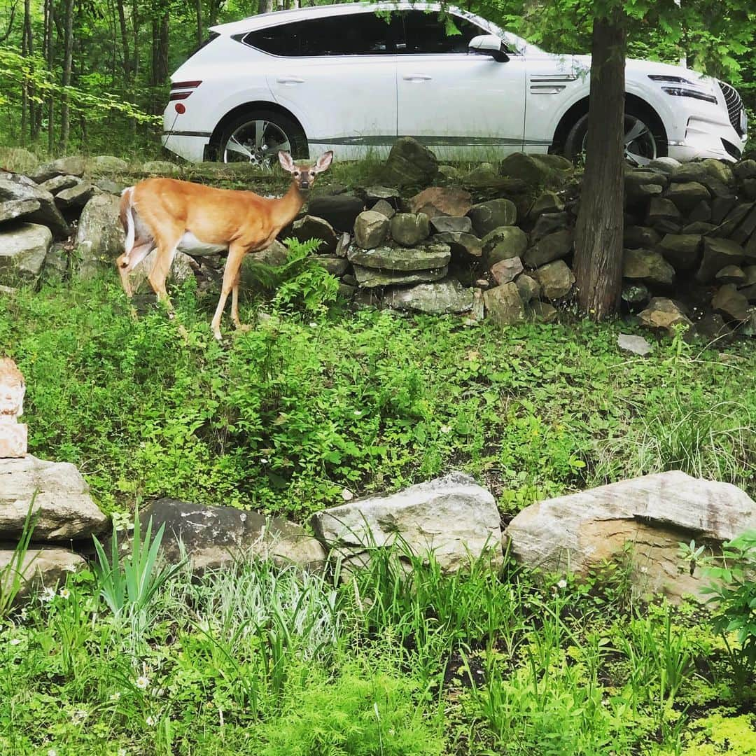 ブライアン・オーサーさんのインスタグラム写真 - (ブライアン・オーサーInstagram)「Two beauties! #muskokacottage」7月12日 23時35分 - brianorser