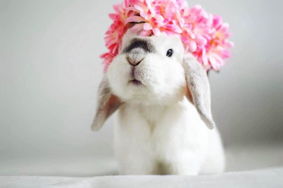 Exempel the bunnyのインスタグラム：「3 years without this cutie today. I sure do miss him a lot.」