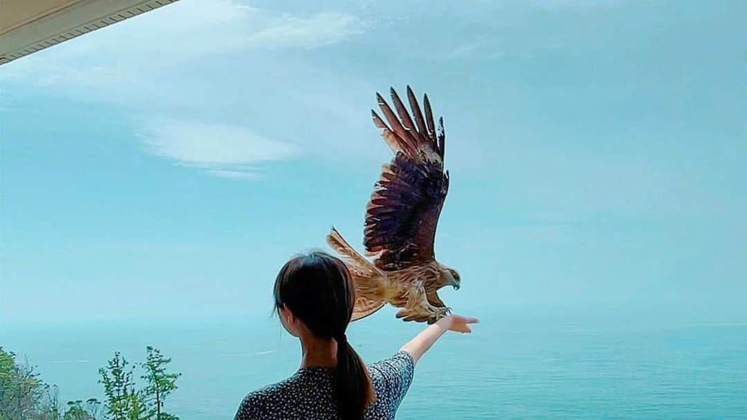 安藤志穂美のインスタグラム：「初島で野生のトンビと仲良くなった🥰 ⁡ 私は鳥の中でも、カラスとトンビは特に大好き♡ ⁡ なんかふと思ったけど、 一般的に皆から嫌われてる動物が私は好きみたい！ そしてそんな動物から私も良く好かれるみたい！ ⁡ ⁡ トンビは鳥の中で特に賢いと言われているカラスよりも、知能が上回ると言われてるよ。 ⁡ 視力がものすっごく良くて、 人間の顔と声は１度見て、聞いただけで記憶するんだって。すごいなぁ。 この人は安全だと分かると懐くらしくて、 ⁡ ⁡ たった２日間だったけど、私も仲間と認めてもらえて、 試しにパンを手のひらに置いたら、ちゃんと手に乗って食べてくれるようにまでなったよ🙂 ⁡ ⁡ 翌朝は、どこにも飛んでいる姿が見えないのに呼ぶと鳴いて飛んでくるようになった。 安全な人だと分かってくれたのかもしれない、すごく嬉しい。この光景が美しくて、すごく感動。 ⁡  しかも男女、子供をちゃんと見極めてて、 男性は苦手みたいで旦那さんがやったら一羽も来なかった🥲 ⁡ ⁡ こんなに近くで鳶と触れ合えて、一生忘れないと思う。 来年も絶対来たい。 ⁡ ⁡ ちなみに普通にがっつり爪食い込んで流血するし、力もすごいし、動物の死骸とかも食べてるから野鳥はあまり素手では触らない方が良いかもしれません。 たぶん菌が凄いです。。 ⁡ お前が言うなって感じですけどね😇  浴衣の写真は寝起きなので、はだけ具合と髪ボサボサなのはお許しください🙏🏻  #とんび  #トンビ  #鳶 #鳥 #初島 #hatsushima  #感動 #野鳥 #野生 #かっこいい  #beach #sea #海」