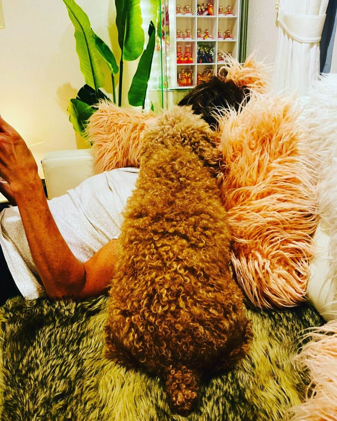 マイケル富岡のインスタグラム：「モコを探せ…クッションか ムートンか モコか…同化中フワモコ♡ 顔へのペロペロが強烈過ぎて台本読めません…にしても立派な背中… #日常の幸せ #溺愛 #家族 #息子 #ベイビー #フワフワ #モコモコ #フワモコ #マイケル富岡 #俳優 #タレント #ヤキソバン #愛犬家 #愛犬 #自宅 #撮影 #fluffy #whereismoko #actor #actorslife #shooting #mybaby #mylove #family #love #youaremyeverything #blendingintocushions #generalamericanhome #home」