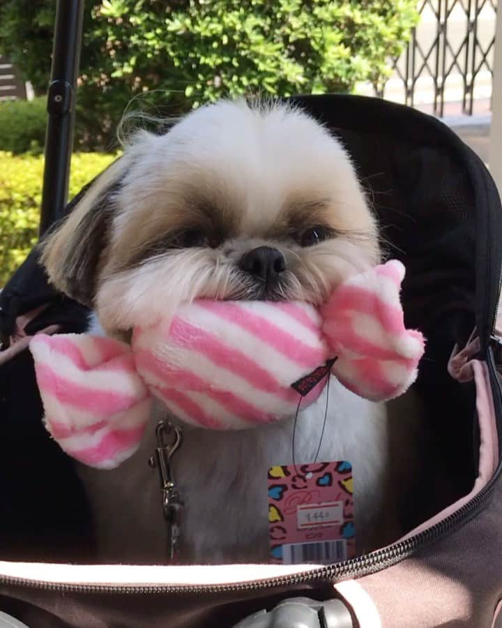 りんくのインスタグラム：「トリミング後のご褒美なのでつ😁🐶🍬 #aftergrooming」