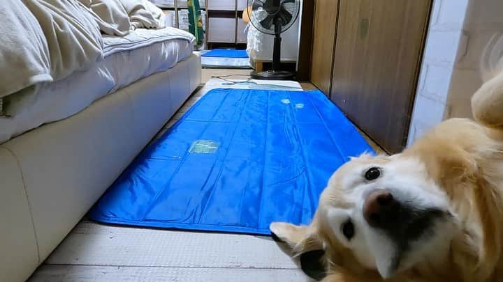 まゆみのインスタグラム：「。 。 #本日のYouTube 。 犬を引摺る女👻 。 生きてますよ ちゃんと😂 。 遅刻しない為にはこれしかないの😂 。 。 今日はサロンのお客様と 雷パニックと金縛りのあーちゃんのお話😂 。 。 #ムー太くんラ美マーちゃん空くん #久しぶりの三姉妹 が観れるよー✨ 。 。 #これがぺーだったら軽いから楽ちんだったのに #石臼のように重たい娘 。 。 #ゴールデンレトリバー#goldenretriever#dog#犬#あーるん#golden#retriever#doglover#insta_dog#ぺんぺん子ちゃん」