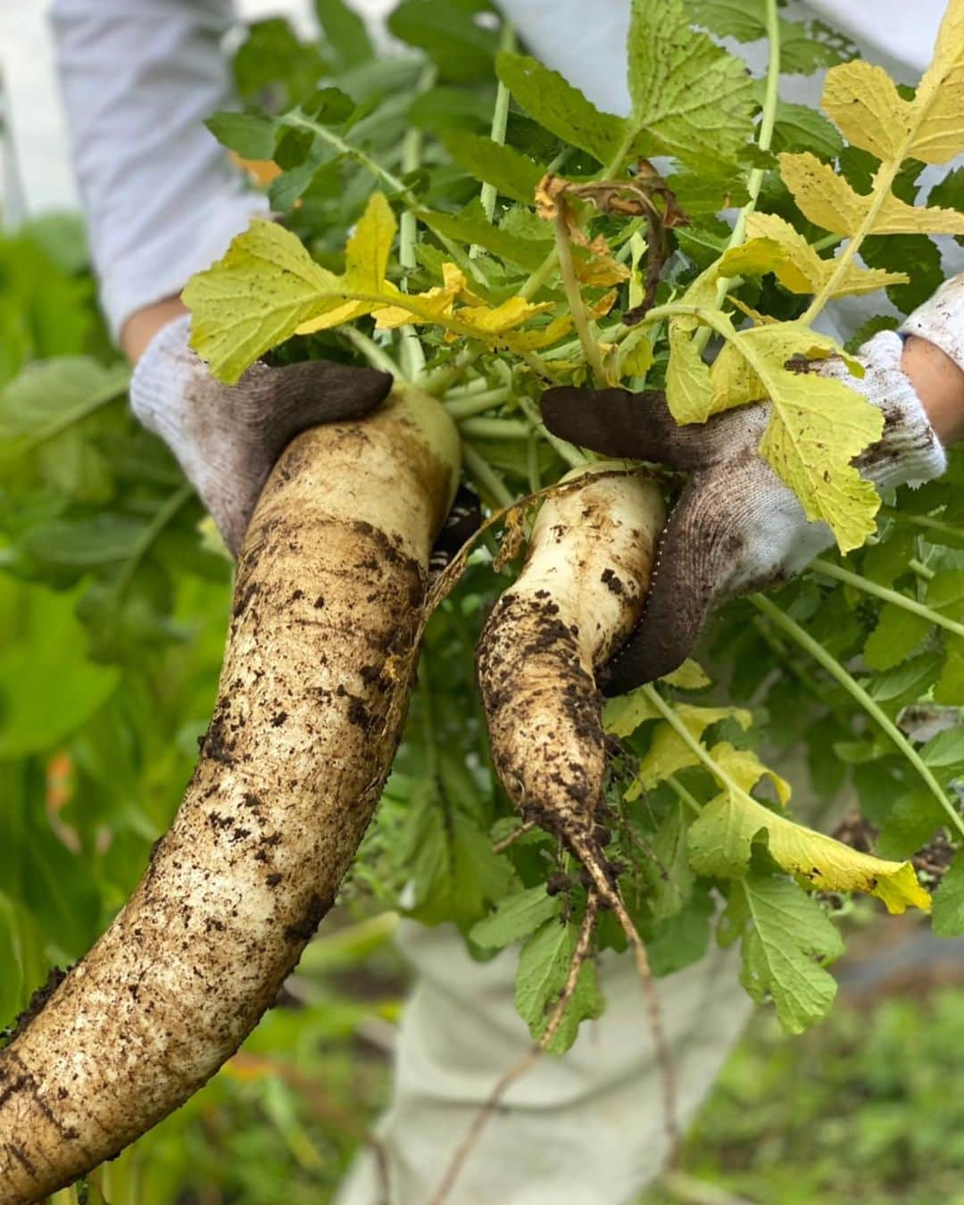 カナさんのインスタグラム写真 - (カナInstagram)「大根の収穫してきたよー！🤍 @coffeeandfarm 👩🏻‍🌾 久しぶりの畑、最高の気分だった！！！☀️ 水やり、支柱立て、雑草取り、剪定もしてきたよ🌿🚿✂️ ． ホームセンターで買った麦わら帽子👒 気に入っちゃったぁ🤣🎶笑 ． みんなにもかなが育てた野菜、食べてほしい🥺🌽 ． #農業　#coffeeandfarm」7月14日 12時14分 - _kana627_