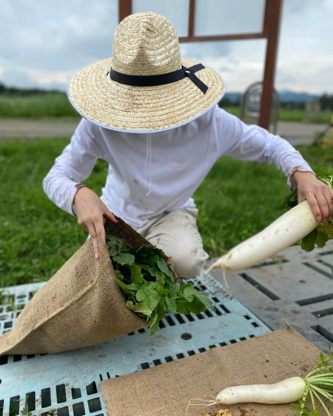 カナさんのインスタグラム写真 - (カナInstagram)「大根の収穫してきたよー！🤍 @coffeeandfarm 👩🏻‍🌾 久しぶりの畑、最高の気分だった！！！☀️ 水やり、支柱立て、雑草取り、剪定もしてきたよ🌿🚿✂️ ． ホームセンターで買った麦わら帽子👒 気に入っちゃったぁ🤣🎶笑 ． みんなにもかなが育てた野菜、食べてほしい🥺🌽 ． #農業　#coffeeandfarm」7月14日 12時14分 - _kana627_