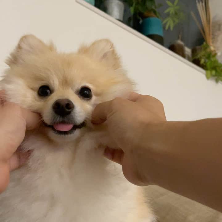 SHiNのインスタグラム：「ただるーくをムニムニするだけの動画  #田島るーく #ポメラニアン #pomeranian  #いぬすたぐらむ」