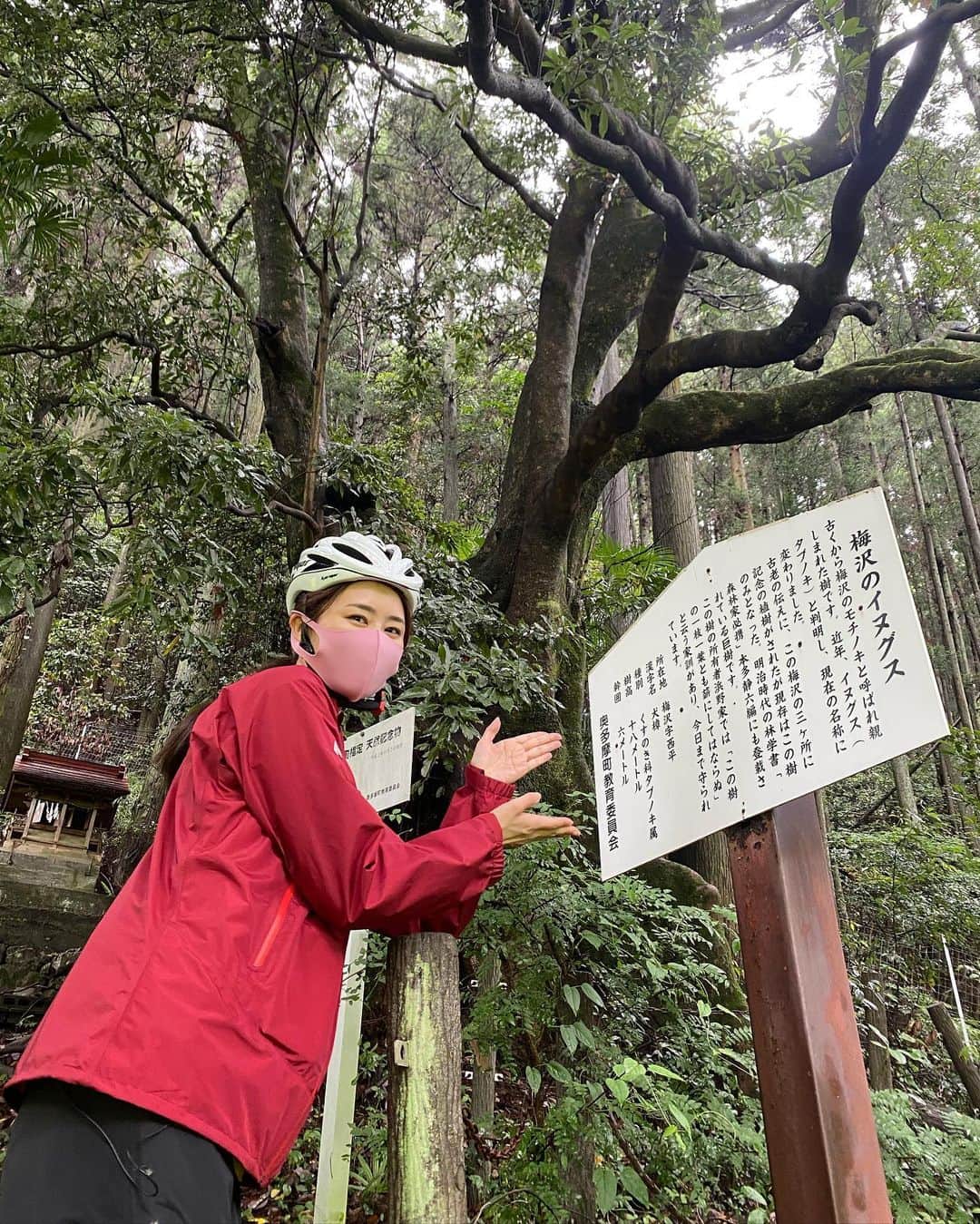 佐野真彩さんのインスタグラム写真 - (佐野真彩Instagram)「#奥多摩　巨樹巡り🌳🌟 今回は日向和田駅を出発し、梅沢のイヌグス、古里附のイヌグス、小丹波のイヌグスを見に行ってきました🚲 奥多摩は天然記念物に指定されているものが多いですね。 樹木はパワースポットということで、しっかりパワーチャージをしてきました✌️  ただ今放送中です。 TCNエリアの方はぜひご覧ください📺  #tcn #多摩ケーブルネットワーク　#自転車番組　#西多摩　#青梅　　#神代橋　#わさび　#イヌグス　#古里駅  #奥多摩町指定天然記念物　#cycling #自転車女子　#吉川英治記念館　#自転車コーデ　#サイクリングウェア」7月14日 15時56分 - sano.maya