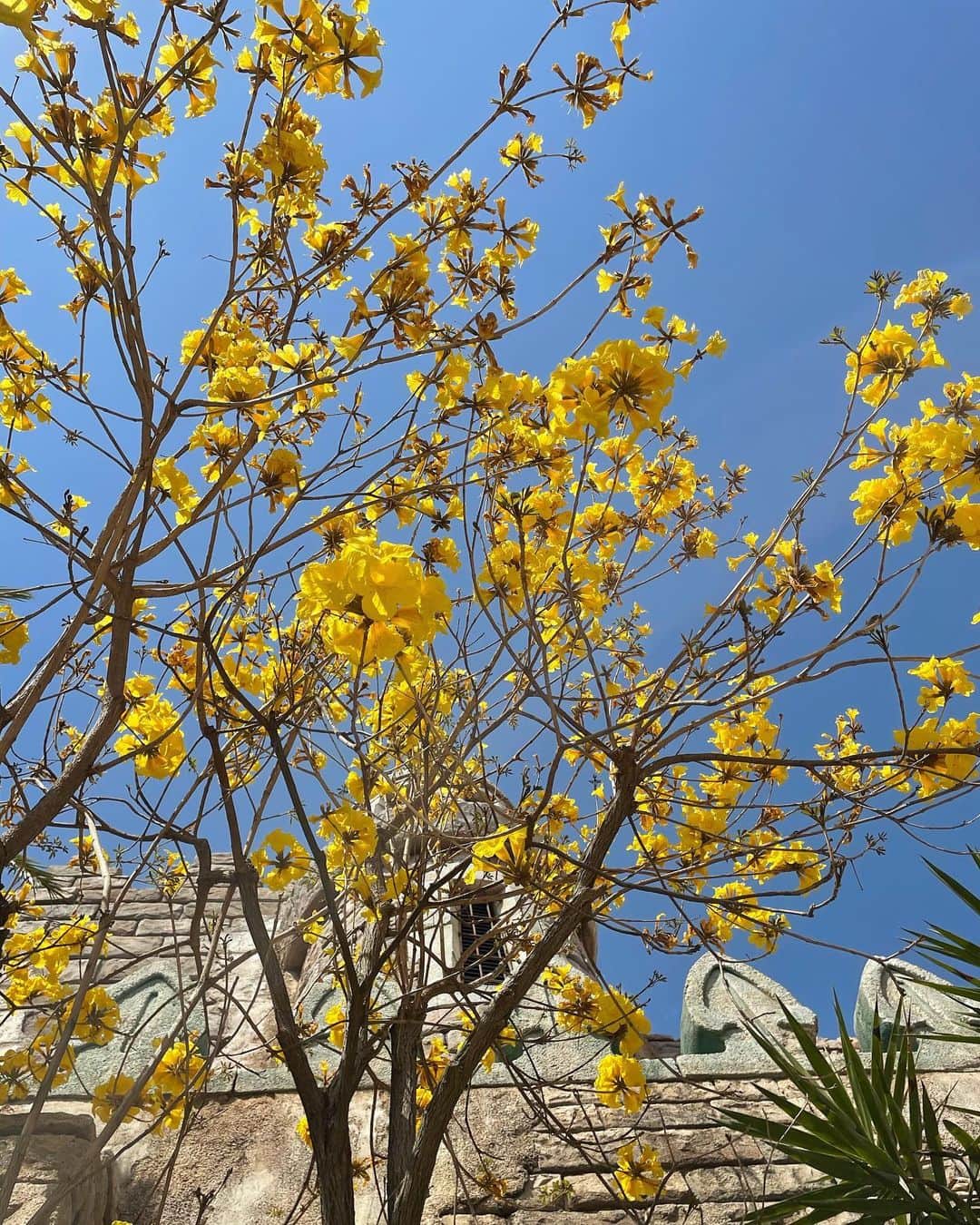 宮崎由加さんのインスタグラム写真 - (宮崎由加Instagram)「🟡🔔📒 ⁡ 綺麗な木だなぁと思って撮った写真〜 ⁡ お花の名前を調べるアプリによると イエロー・トランペットツリーっていうみたい。 名前も可愛いね〜🎺❤︎ ⁡ このお花の学名の「chrysanthus」は ギリシャ語で「黄金の花」っていうらしい。 ⁡ ⁡ 今日はラジオな一日！ 色んな方と話せて楽しいなん📻  そして今夜24:58〜はTBS「ふるさとの未来」放送です！ ぜひご覧ください🪅🤍 ⁡ ⁡ #宮崎由加 #tbs #お花のある暮らし　　#flowers  #trumpet #yellow #radio  ⁡ ⁡」7月14日 17時33分 - yuka_miyazaki.official