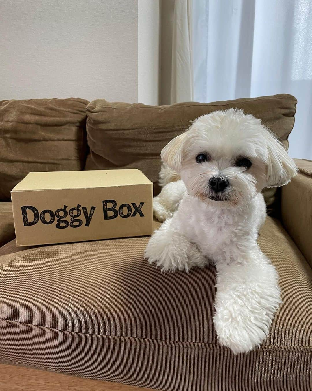 山田菜々さんのインスタグラム写真 - (山田菜々Instagram)「今月のDoggybox〜〜📦  諭吉と小町にも夏がきたよ⛵️ 馬肉ジャーキーぼりぼり食べました☺️ (最後に食べてる動画あるよ！)  毎回ちがうおやつがあるから、 あ、こうゆうの好きなんや〜って 発見になって可愛いお顔見られるのが ままはほんとに嬉しいよ...☺️♥︎♥︎  おもちゃもいつもお気に入りです🐝  HOLIDAY SUMMER BEACH 🌈  #Doggybox #ドギボ #PR」7月14日 19時10分 - tannana.yamada