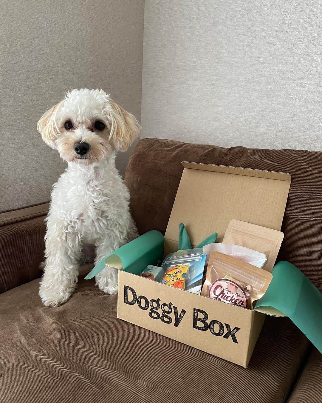 のインスタグラム：「今月のDoggybox〜〜📦  諭吉と小町にも夏がきたよ⛵️ 馬肉ジャーキーぼりぼり食べました☺️ (最後に食べてる動画あるよ！)  毎回ちがうおやつがあるから、 あ、こうゆうの好きなんや〜って 発見になって可愛いお顔見られるのが ままはほんとに嬉しいよ...☺️♥︎♥︎  おもちゃもいつもお気に入りです🐝  HOLIDAY SUMMER BEACH 🌈  #Doggybox #ドギボ #PR」