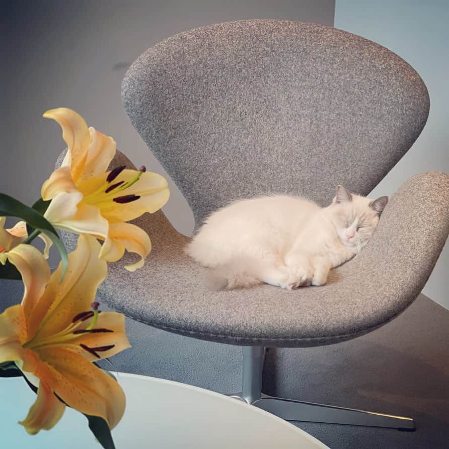 三浦瑠麗のインスタグラム