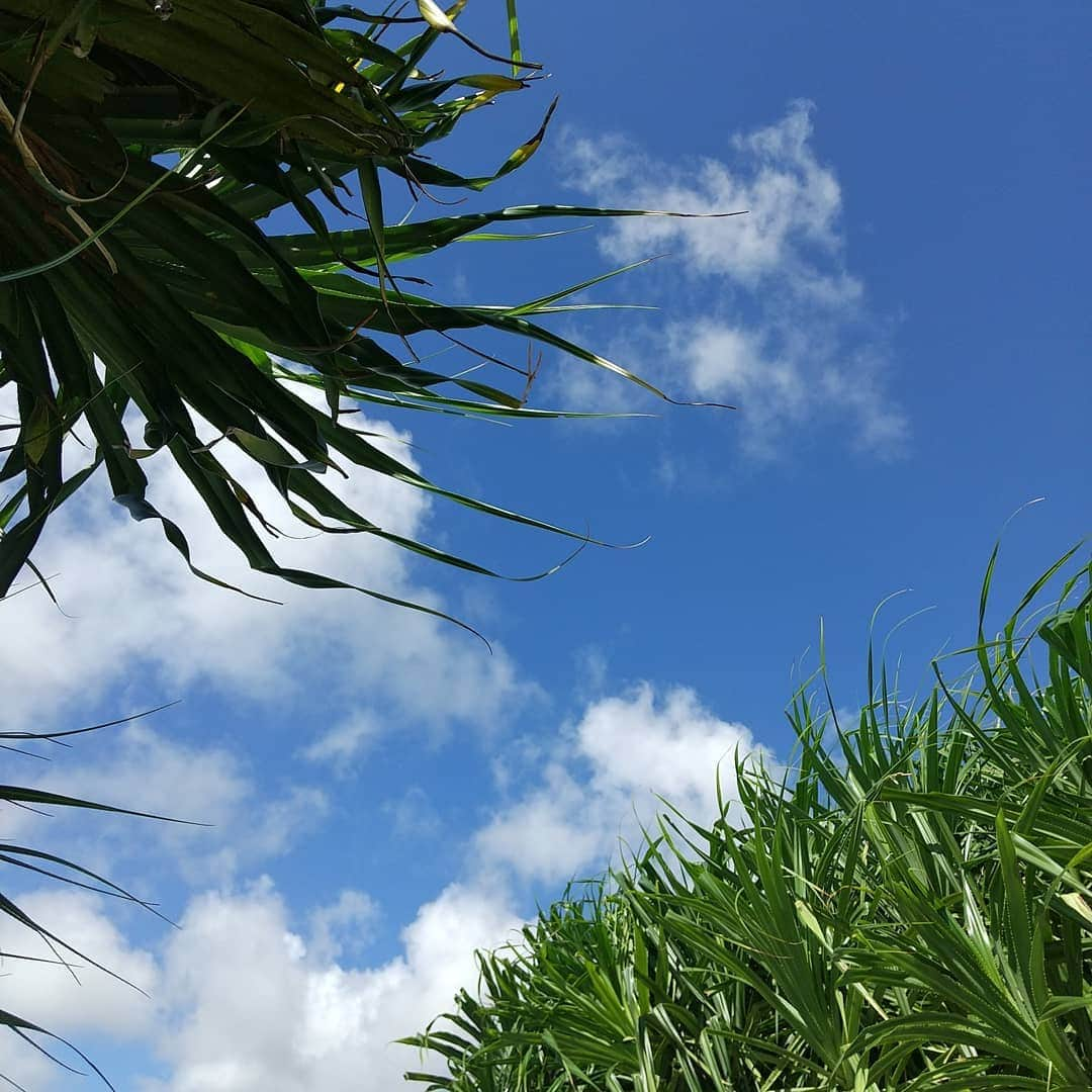 青柳愛のインスタグラム：「晴れ渡る空 どこまでも碧い海🌴🌊🌅  鳥の背に 涙飛び去る 空彼方」