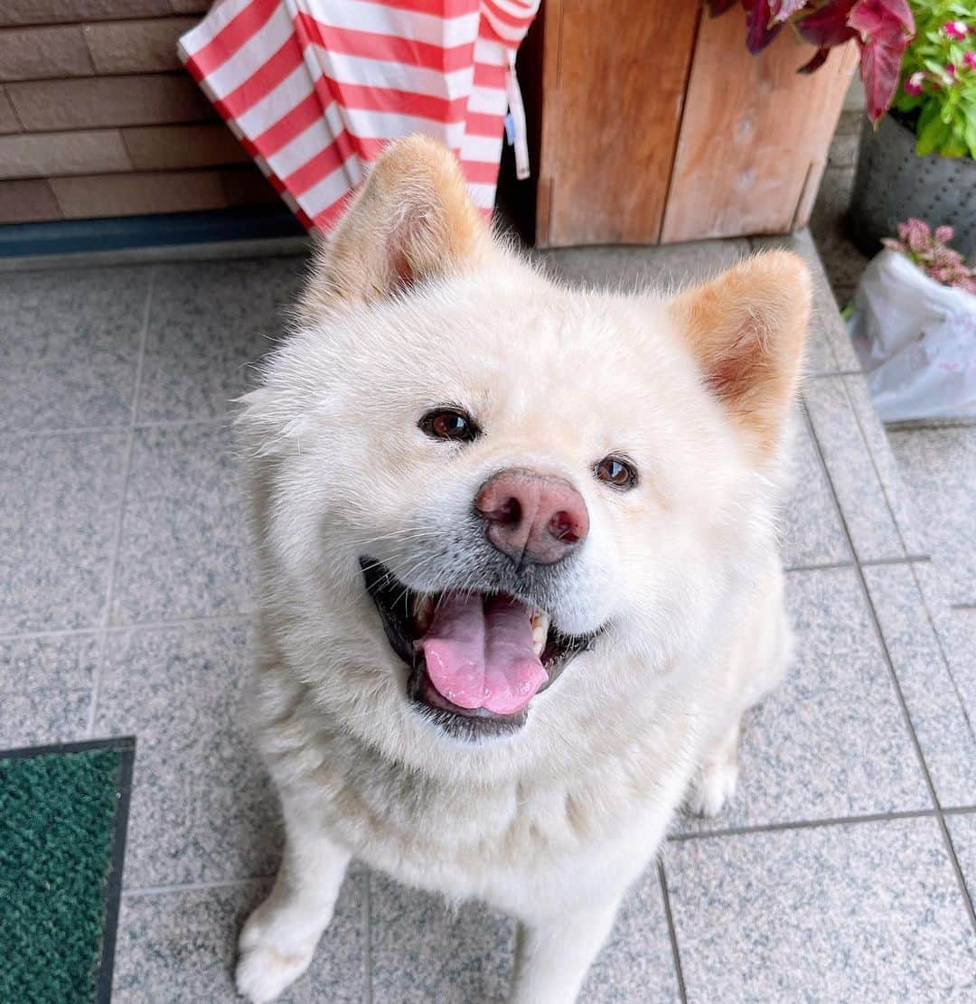 水谷雅子さんのインスタグラム写真 - (水谷雅子Instagram)「おはようございます #モーニング#朝食 #goodmorning #breakfast  #秋田犬#秋田犬マグ#おはようマグ #akitainu #doginstagram #dog #ハムたまごサンド #イングリッシュマフィン  #赤どりのたまご #アイスコーヒー#珈琲 #エスエルクリエーションズ #安心安全な食材#お取り寄せ #slcreationsのある暮らし #slcreations #冷凍食品#宅配冷凍食品#品質こだわり #無添加#z's-menu #水谷雅子#水谷雅子beautybook50の私 @slcreations_official  名古屋29℃☁️☔️ おはようございます。 朝から大雨☔️ 雨の中急いでマグの散歩。🐶 シャンプーは嫌がるんですけど雨は全然平気。🐶🎶 今日も一日不安定な天気です。 雨とともに熱中症に注意してください。 余裕を持ってお出かけして下さいね。 頑張って行ってらっしゃい。❤️」7月15日 7時14分 - mizutanimasako