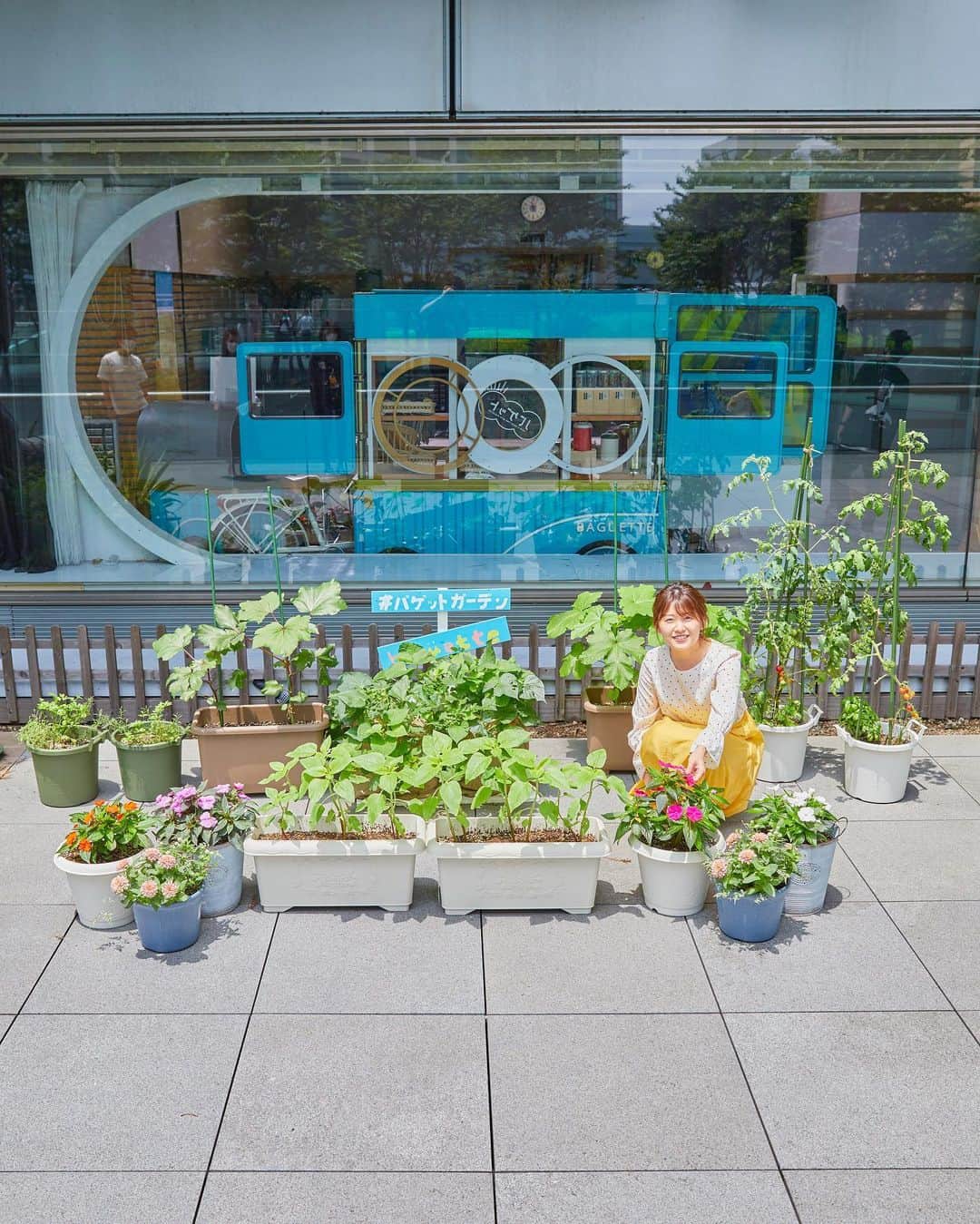 尾崎里紗さんのインスタグラム写真 - (尾崎里紗Instagram)「オクラの葉っぱが こんなに大きくなりました〜🌿 手のひらと比べてみたら・・ こんなにちがう！ あと少しでオクラにも花が咲きそうです。 ハイビスカスに似た、綺麗なお花なんだとか。。  もうすぐミニトマトは収穫できそうです😋 楽しみだー！！ . #バゲットガーデン #オクラ　#日々成長 #気づけば植物日記になってる笑 #また更新しますね🌱」7月15日 17時51分 - ozaki.risa