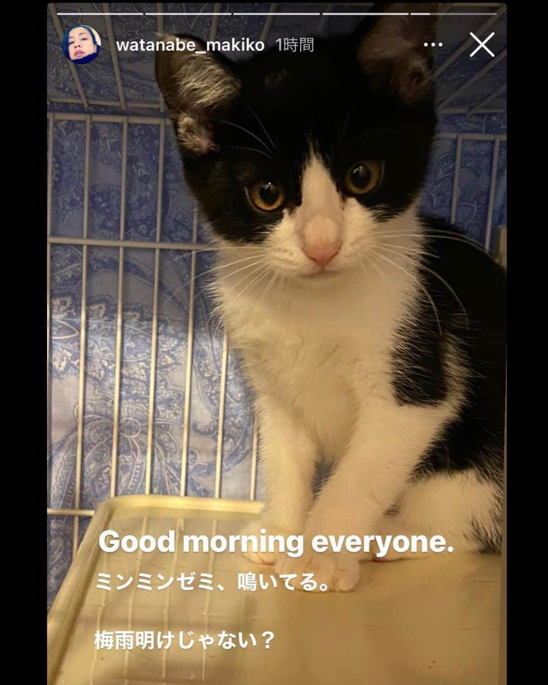 丸山敬太さんのインスタグラム写真 - (丸山敬太Instagram)「仔猫通信  まきの家に嫁いだ、お嬢こと ファンタン（おにぎり）  先輩猫のムーチーパイセンとも 徐々に距離をつめつつ  すっかり渡辺家に馴染んでいる模様。  可愛い可愛い」7月15日 10時38分 - keitamaruyama