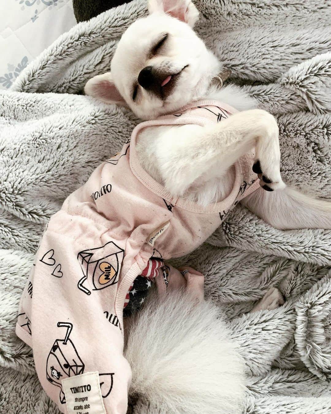 黒川さりなのインスタグラム：「. 我が家の可愛い息子🐶♥️ . . #ラキ #ココラキ #いぬすたぐらむ」