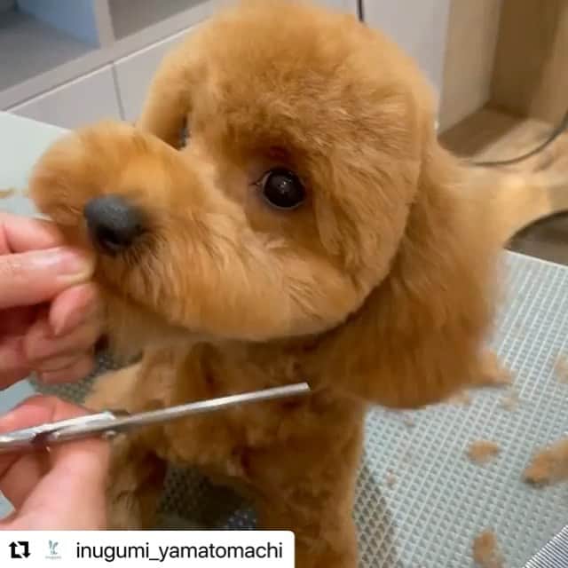 若林翔子のインスタグラム：「. . いやぁん😍😍😍 我が家のサクです！ 気づいたらこんなに大きくなってしまいました笑。  毛むくじゃらだったのがこんなにスッキリ♥️ こんなに可愛かったっけ？笑(毛むくじゃらな様子はリールにあげてみます)  初めてのところだったので いろいろ割り引いてもらい、 パック⁇みたいなものもやってもらいご満悦☺️ あーーー私もやって欲しい‼️‼️笑  とっても優しいお姉さんたちにお世話してもらったので、 次回からも行かせてもらお🥰  #トイプードル　#サク　#犬のいる暮らし　#ご飯食べない　#トイレまだ覚えない　#悩み　#でも　#可愛い #きゅん　#トリミング　#いぬのきもち  #いぬぐみ」