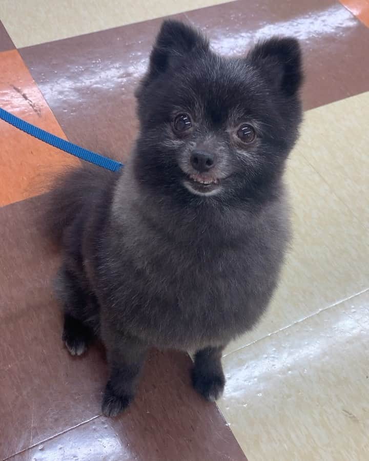 大阪ECO動物海洋専門学校のインスタグラム：「ポメラニアンのチョコ🐶💕 おやつでカメラ目線GETしようと頑張りました😂✨  #ポメラニアン #かわいい #いぬ #大阪eco #大阪eco動物海洋専門学校 #動物 #専門学校 #動物飼育 #動物園 #水族館 #飼育員 #ドルフィントレーナー #アクアリスト #動物看護師 #トリマー #ドッグトレーナー #トリミング #犬 #animal #dog」