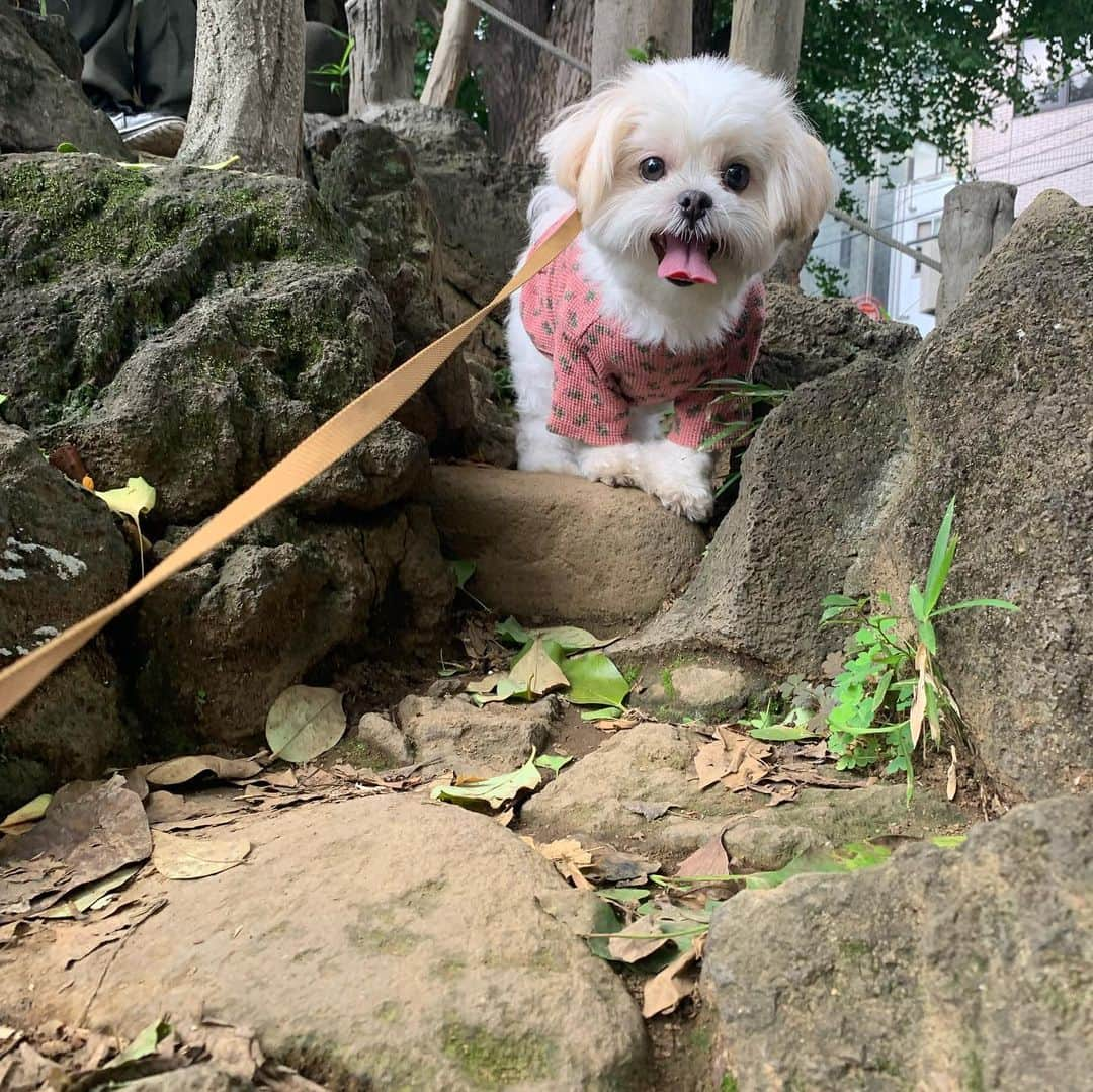 早乙女ゆみののインスタグラム：「鳩森八幡神社でお参り⛩  #千駄ヶ谷 #山登り #神社 #千駄ヶ谷の富士塚  #鳩森八幡神社 #国立競技場」