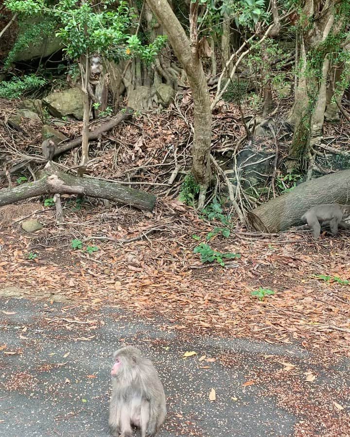 のインスタグラム：「お猿さんと鹿の共存🐒🦌  たまーに、鹿の上にお猿さんが乗ってる事もあるらしい！ 見たかったー‼️  #屋久島 #猿 #鹿 #お猿さん #野生 #共存」