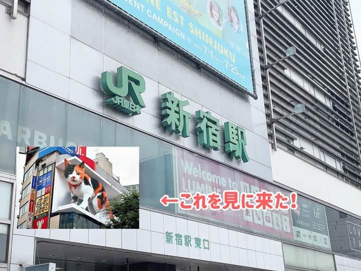 陽向こはるのインスタグラム：「新宿東口の3Dの猫見に行ってきた動画！！🐱  #陽向こはる #アイドル #ねこ #猫 #3D #japan #東京 #新宿 #動画 #動画編集 #movie #idol #followme #follow #フォローミー #girl」