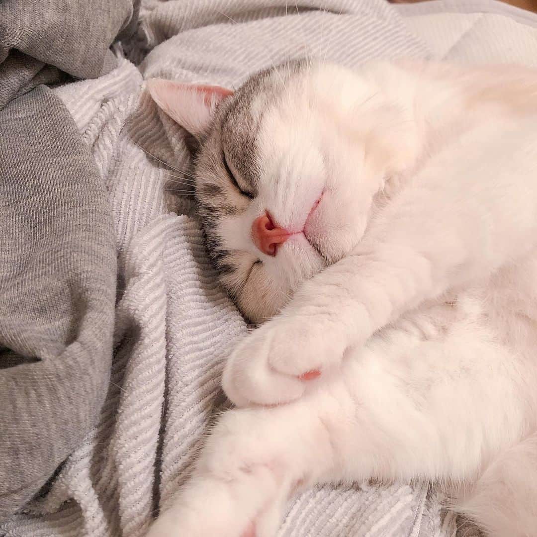 Natsukiのインスタグラム：「しらす寝姿3連発  #cat  #scottishfold  #猫のいる暮らし」