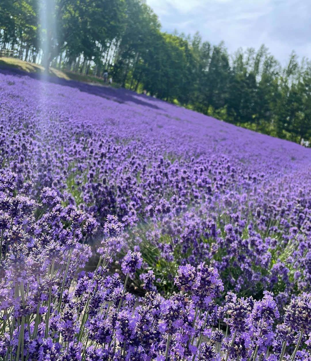 林ゆめさんのインスタグラム写真 - (林ゆめInstagram)「ラベンダー💜 満開でとっても綺麗だった！  札幌でのイベントから 富良野に移動して収録して撮影して 北海道5泊6日の旅が終わりました😌楽しかった！ 東京ただいま！！！  明日からもまた頑張ろう😆🤍  #北海道 #富良野 #ラベンダー #ファーム富田」7月16日 21時36分 - ___yuume.18