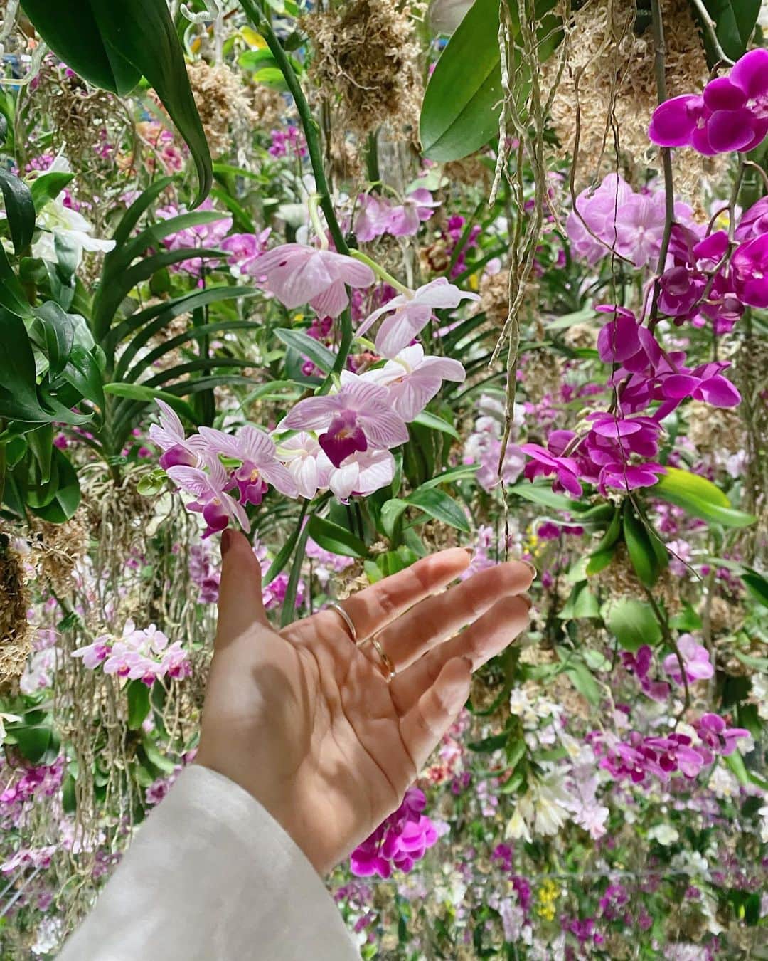 田中里奈さんのインスタグラム写真 - (田中里奈Instagram)「teamLab Planetsの新作！ 本物の蘭を使ったお花の世界と、近未来を感じる苔の庭園。 同じく花好きのDream AYAちゃんと行ってきました🌷  思えば会う度に一緒にお花屋さんに行ってる私たち。 ついにお花の世界の中に進出…！😂✨ 本物の蘭1万株は圧巻で、写真で見るのも素敵だけど、 実物で見るのはもっとすごかった…！！！！！  チームラボの五感をフルに使って楽しむアートは 何度行っても楽しめるからいい。 裸足で歩き回るあの感じ、体験よりも没入できる空間！ 最後のいい匂いゾーンのルームフレグランスほしいな〜って行くたびに思ってます。 いつか商品化しないかな…←  --------------------------------------  そして、今日はAYAちゃんのお誕生日❤️ 改めてお誕生日おめでとう〜！ 笑顔溢れる一年になりますように☺️☺️  #teamlab #teamlabborderless #チームラボ #たなか旅メモ #flowers #flowerstagram #コチョウラン」7月16日 15時38分 - tanakaofficial